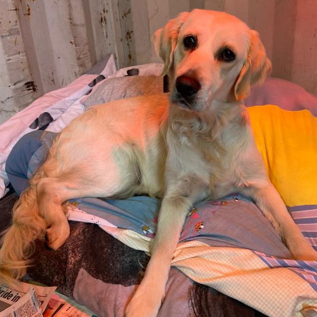 Barry And District News: Tara - one year old, female, Golden Retriever. Tara is a beautiful girl who has come to us from a breeder. She is looking for a very special home as she is partially sighted. She is a calm and loving girl who will bury her head under your arm and ask for