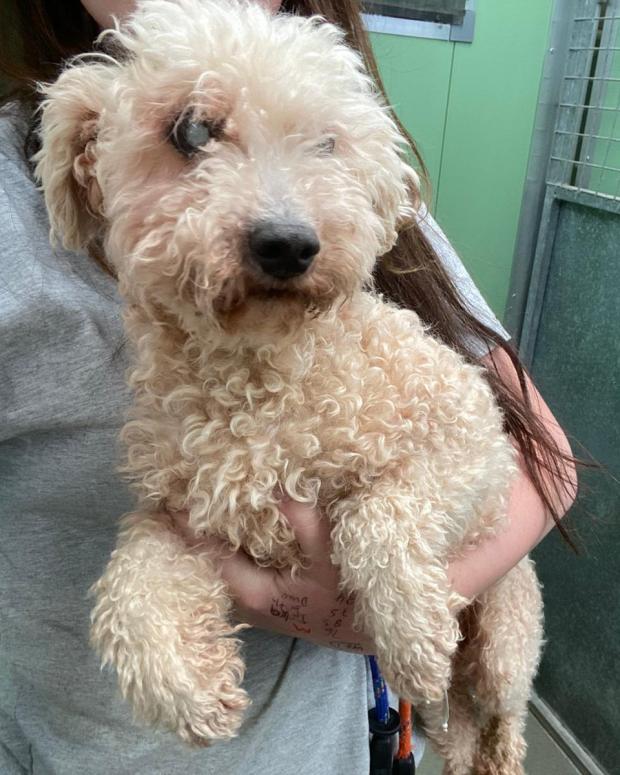 Barry And District News: Timmy - seven years old, male, Toy Poodle. Timmy is a wonderful boy who has come to us from a breeder. Timmy is looking for a very special home as he is sadly blind. Despite this he is full of confidence and has the most wonderful personality. He will