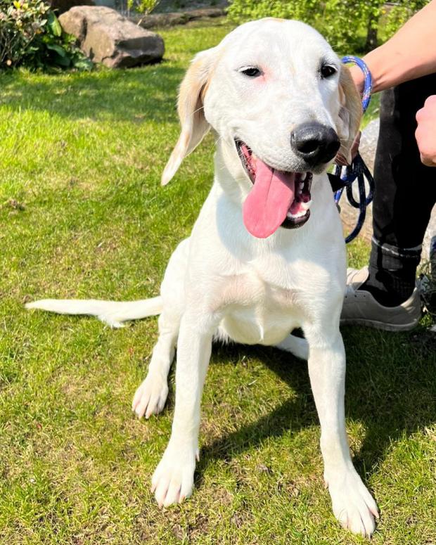 Barry And District News: Poppy - one year old, female, Hound cross Labrador - in foster in Lampeter. Poppy is a wonderful girl who is a busy, bouncy, bundle of fun! She is looking for an active home with someone who has plenty of time to spend with her. Poppy could be homed as