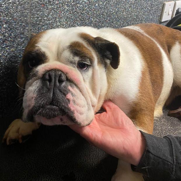 Barry And District News: Daisy - five years old, female, Bulldog. Daisy is a lovely girl who has come to us from a breeder. She has arrived with sore skin which is currently being treated. Daisy is a happy girl who can already walk on a lead and delights in being loved and
