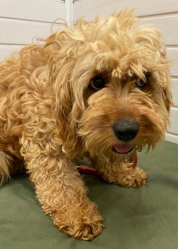 Barry And District News: Boop - two years old, female, Cockapoo. Boop has come to us from a breeder and is a terrified little girl who needs a calm and quiet adult only home with someone who has prior experience of scared ex-breeding dogs. She will need lots of love, kindness