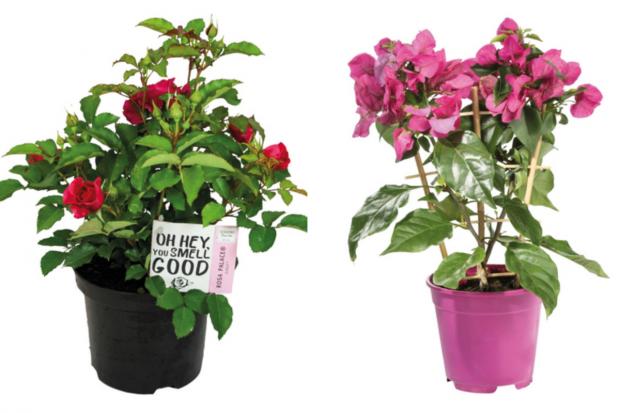 Barry And District News: (left) Garden Rose and (right) Bougainvillea (Lidl/Canva)