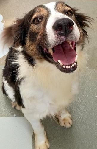 Barry And District News: Crissy - four years old, female, Collie. Crissy is the sweetest girl with a lovely nature. She was happy to roll on her back for a tummy rub and enjoys going for walks. She could be an only dog.