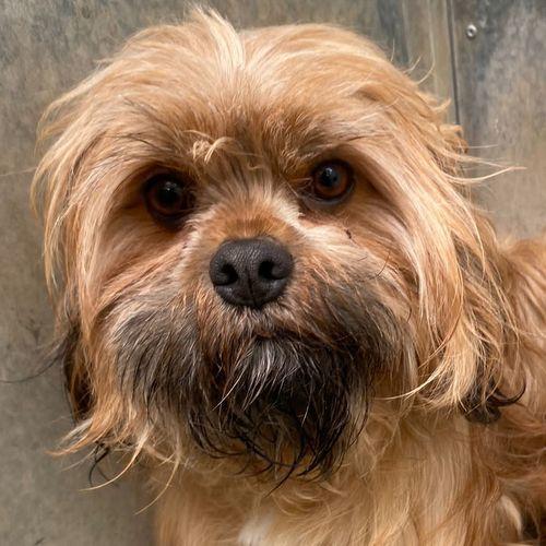 Barry And District News: Shiloh - two years old, male, Shih Tzu cross Yorkshire Terrier. Shiloh is a very shy and worried boy who has come to us from a breeder. He will need a calm and quiet home with at least one other dog who will be his friend and help boost his confidence.