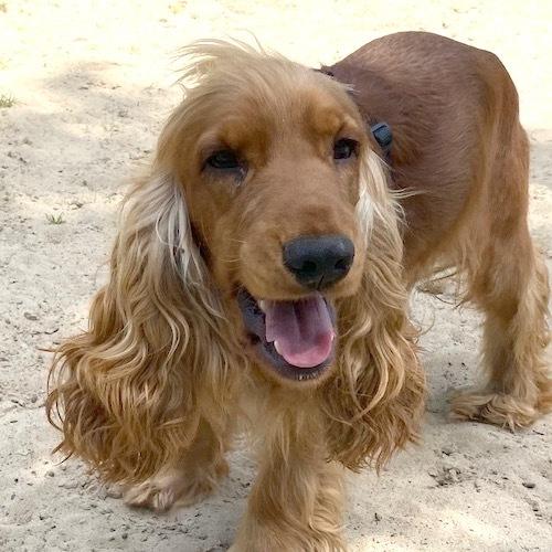 Barry And District News: Seth - three years old, male, Cocker Spaniel. Seth has come to us from a breeder and was extremely scared when he first arrived but is progressing so well. He gets so excited to see people he knows and does the biggest smile. He would need another