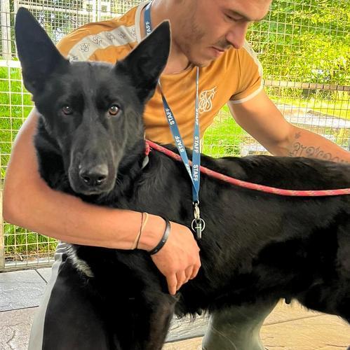 Barry And District News: Thatcher - German Shepherd, five years old, female. Thatcher is a lovely girl who is is friendly, waggy and a head turner to look at as she is so striking. Thatcher already walks on a lead but only if she is with another dog so will need at least one