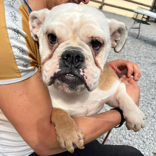 Barry And District News: Chicago - Bulldog, three years old, female. Chicago is a shy girl who has come to us from a breeder. She does offer a little gentle tail wag when you speak to her and really needs some love and TLC. She will need another kind dog in her new home to help