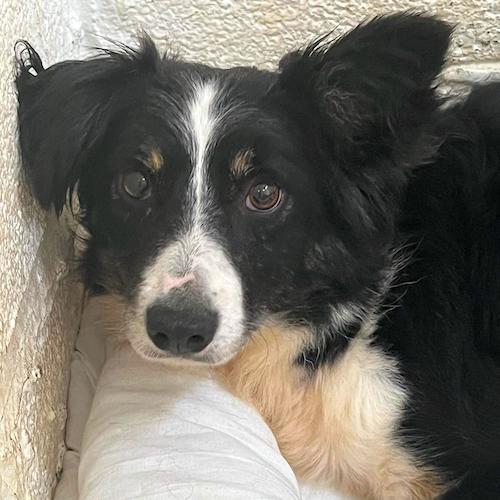 Barry And District News: Vanya - five years old, female, Collie. Vanya is a worried and nervous girl who needs lots of love and kindness. She is a stunning girl and with time and patience she will soon start to blossom. She will need another confident dog in her new home to be
