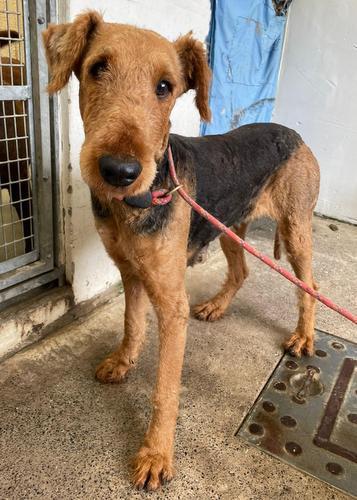 Barry And District News: Given - three years old, female, Airedale Terrier. Given has come to us from a breeder and is a little nervous and worried at the moment. She is a stunning looking girl and can already walk on a lead, with practice she should enjoy going for lots of