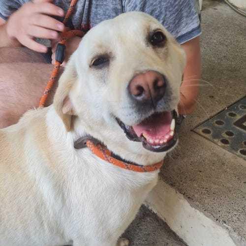 Barry And District News: Thankful - five years old, female, Labrador. Thankful is a happy, loving and waggy-tailed girl who is so excited to see you and will come straight up to you for a fuss. She has never lived in a home before so would benefit from having another kind dog in