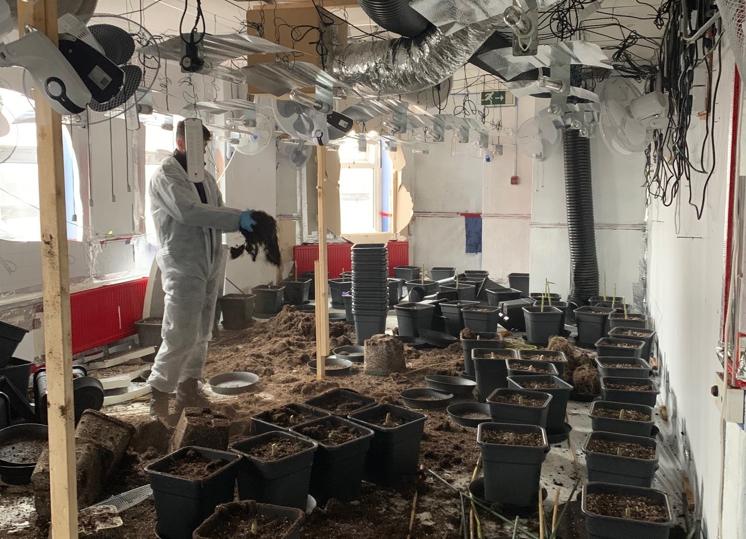 Massive cannabis drug factory discovered in Barry | Barry And District News - Vimarsana News