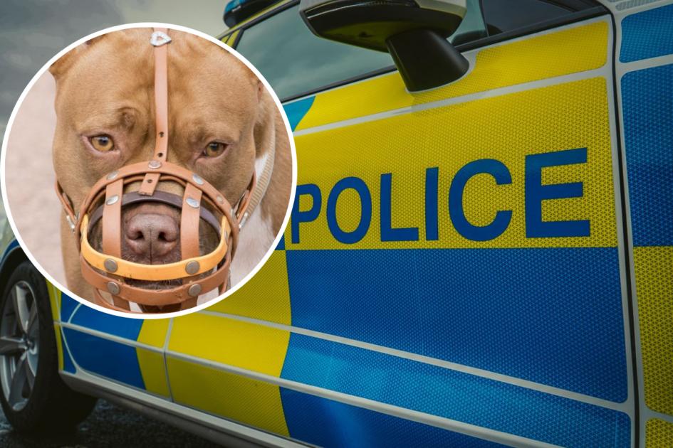 Barry dog attack sees man taken to hospital and dog seized | Barry ... 