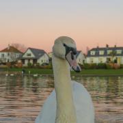 The cause of death of a swan on Knap Lake in Barry was found to be bird flu. Picture: A swan on Cold Knap in Barry taken by camera club member David Clemett