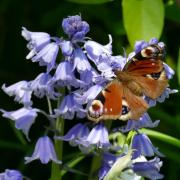 Bluebells offer an important source of pollen and nectar for insects (Picture: Vale of Glamorgan Camera Club member Liz Richards)