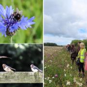 People were invited to Model Farm to learn about it and the biodiversity on the land (Pictures: Maxine Levett)