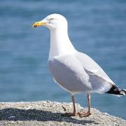 Seagulls were subject to horrible violence in Barry