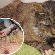 Tony the cat is believed to have been tortured