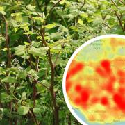 See the areas in South Wales where you will find the most cases of Japanese Knotweed.