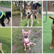 These 5 dogs are looking for forever homes from Hope Rescue