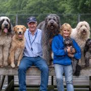 Many Tears owners Sylvia and Bill Vanatta have been faced with a monumental task of caring for 105 new dogs that came into their care in the space of a week