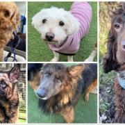 The five dogs looking for forever homes at Many Tears Animal Rescue
