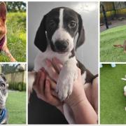 These dogs are looking for forever homes from Hope Rescue