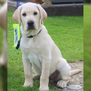 Meet Diffy the guide dog